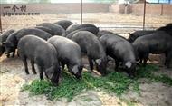 西万寿村 西万寿村黑猪养殖桂龙种植专业合作社