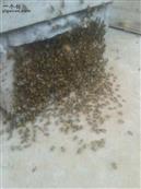 拱桥村 蜜蜂繁殖场