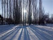 喀拉果勒村 冬季的小树林