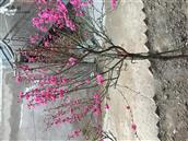 甘肃省,临夏州,积石山县,铺川乡,下庄村