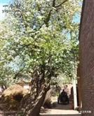 甘肃省,白银市,靖远县,兴隆乡,马尾村