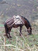 糯猪克村 这是农村养的马。