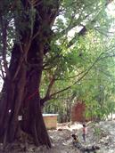 火石村 铁柳镇龙滩村的千年古树