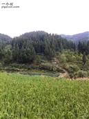 四川省,广安市,邻水县,黎家乡,蒋家槽村