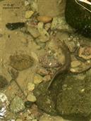 四川省,广安市,邻水县,黎家乡,蒋家槽村