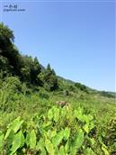 四川省,广安市,邻水县,黎家乡,蒋家槽村