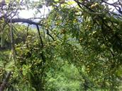 四川省,广安市,邻水县,黎家乡,蒋家槽村