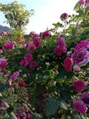 银洞村 月季玫瑰花
