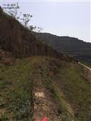 甘肃省,天水市,麦积区,新阳镇,蚰蜒咀村
