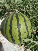 甘肃省,白银市,靖远县,大芦乡,小芦村