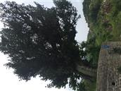 江西省,赣州市,定南县,老城镇,坳头村