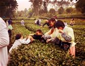 箭塔村 乡村旅游——采茶体验