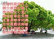 新场村 写给王树容老师的诗
