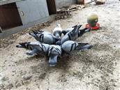 南塘村 本人养的鸽子