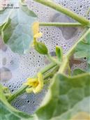 甘肃省,白银市,靖远县,乌兰镇,烟洞村