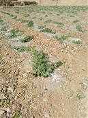 甘肃省,白银市,靖远县,乌兰镇,烟洞村