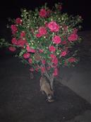 江西省,赣州市,定南县,老城镇,坳头村