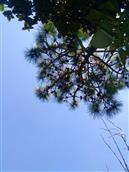 鲁乍村 大山上蔚蓝的天空和松树