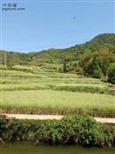 安徽省,黄山市,歙县,北岸镇,白杨村