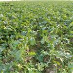 河南省,周口市,太康县,高朗乡,马庄村