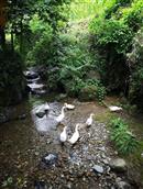 重庆市,酉阳县,酉酬镇,江西村