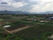 广东省,揭阳市,普宁市,南径镇,青洋村