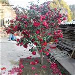 江西省,赣州市,定南县,老城镇,坳头村