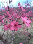 江西省,赣州市,定南县,老城镇,坳头村