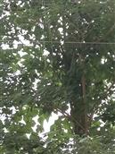 刘高台村 秋树上长了像豆东西一米多长，稀罕
