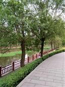 狮子坡村 麻柳桥清水河