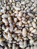 西南田岗村 西南田岗有大面积的土豆种植，欢迎广大客户前来采购