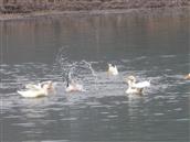 长房村 大冷的天，鸭鸭们悠然在屯水田中觅食。。。