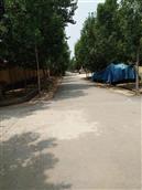 山东省,滨州市,惠民县,石庙镇,东陈村