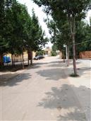 山东省,滨州市,惠民县,石庙镇,东陈村