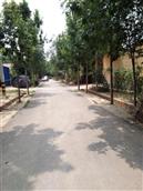 山东省,滨州市,惠民县,石庙镇,东陈村