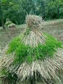 甘肃省,定西市,通渭县,榜罗镇,张坪村