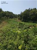 湖南省,株洲市,茶陵县,马江镇,浪滩村