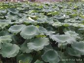 湖南省,株洲市,茶陵县,马江镇,浪滩村