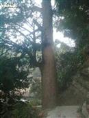 浙江省,丽水市,莲都区,雅溪镇,箬坑村