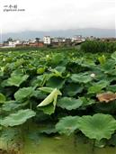 北汉庄村 大片的荷塘承包了整个夏天，形成一道靓丽的风景线！