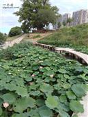 江西省,景德镇市,浮梁县,勒功乡,白茅村