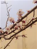 杨马村 去年今日此门中，人面桃花相映红，
人面不知何处去，桃花依旧笑春风！