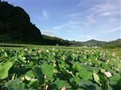 重庆市,秀山县,里仁镇,李高村