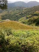 贵州省,黔东南州,从江县,刚边乡,九星村