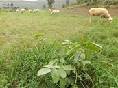 甘肃省,定西市,通渭县,榜罗镇,张坪村