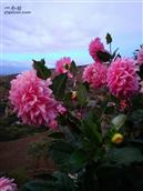 甘肃省,定西市,通渭县,榜罗镇,张坪村