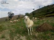 甘肃省,定西市,通渭县,榜罗镇,张坪村