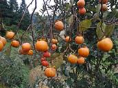 贵州省,黔东南州,黎平县,永从乡,豆洞村