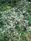 贵州省,黔东南州,黎平县,永从乡,豆洞村