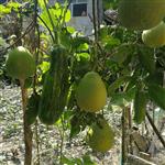 贵州省,黔东南州,黎平县,永从乡,豆洞村